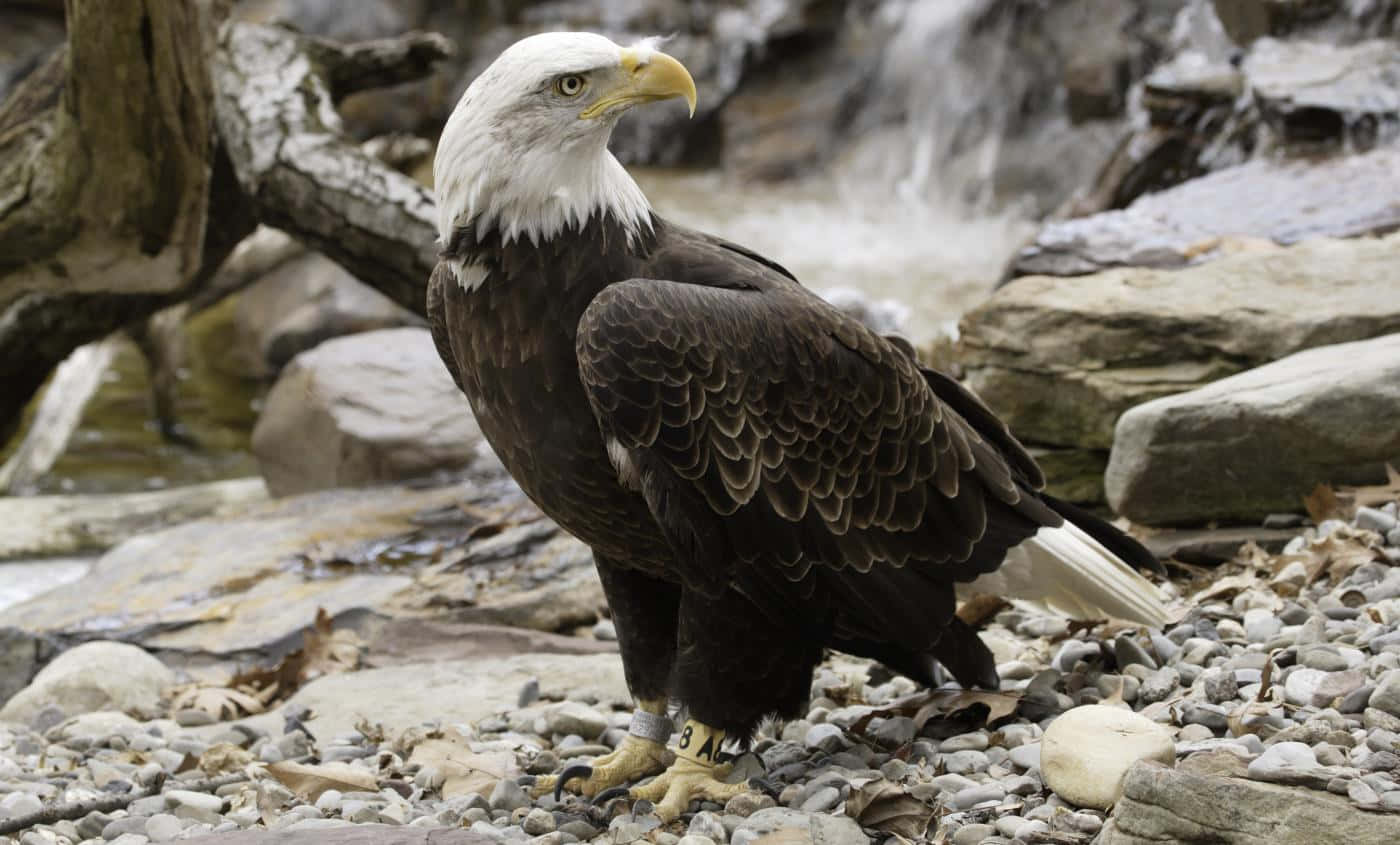 Bald Eagle Water Stream Pictures