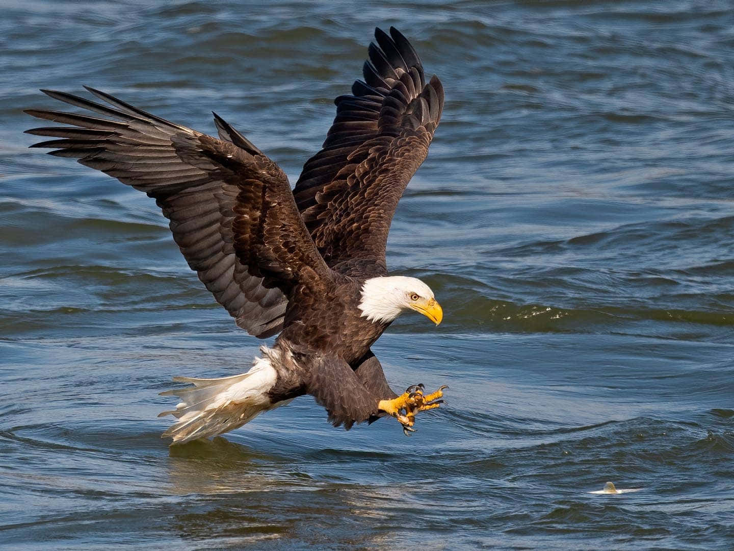 Bald Eagle Hunting Fish Pictures