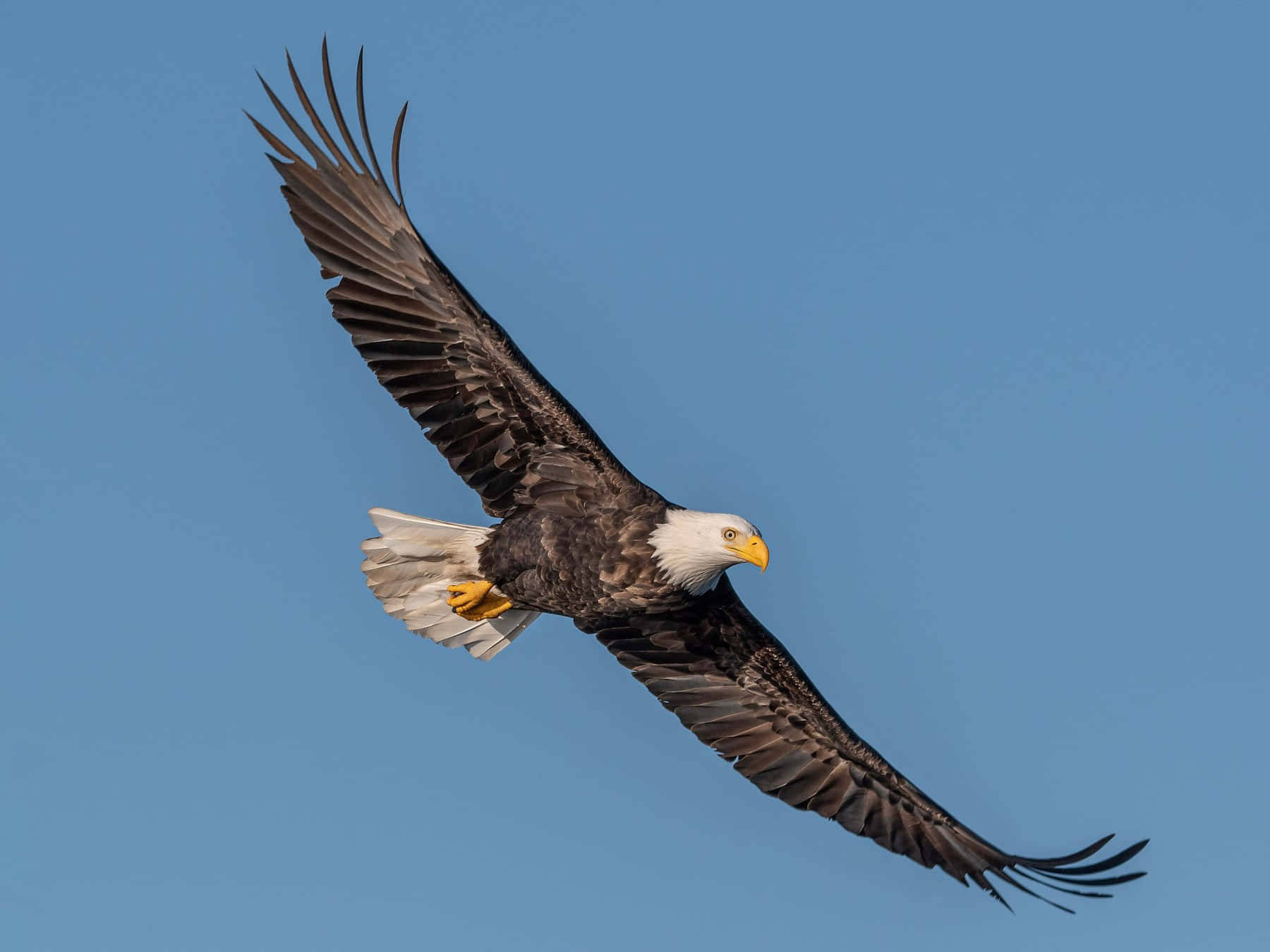 Bald Eagle Flying High Pictures