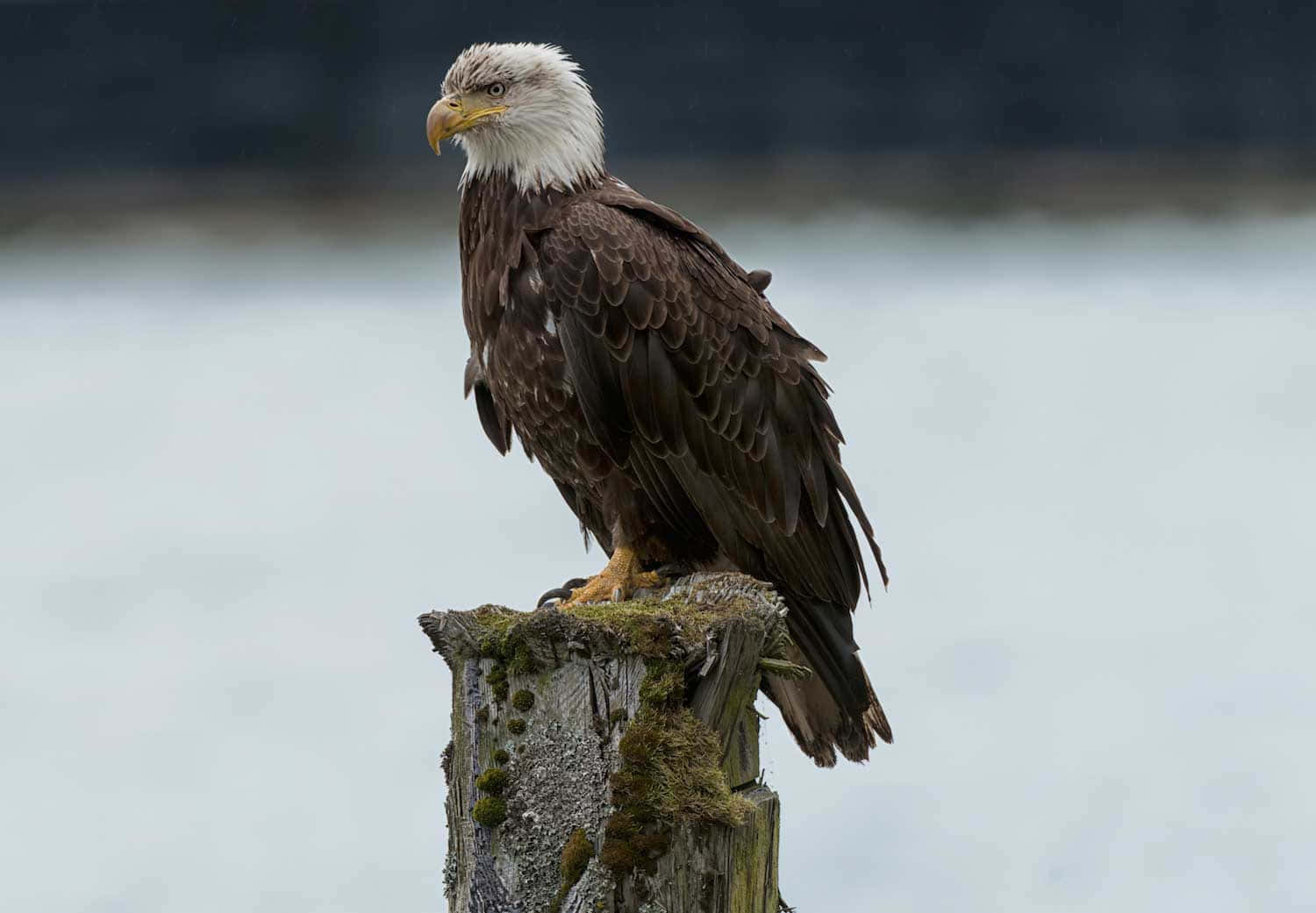 Bald Eagle By The River Pictures