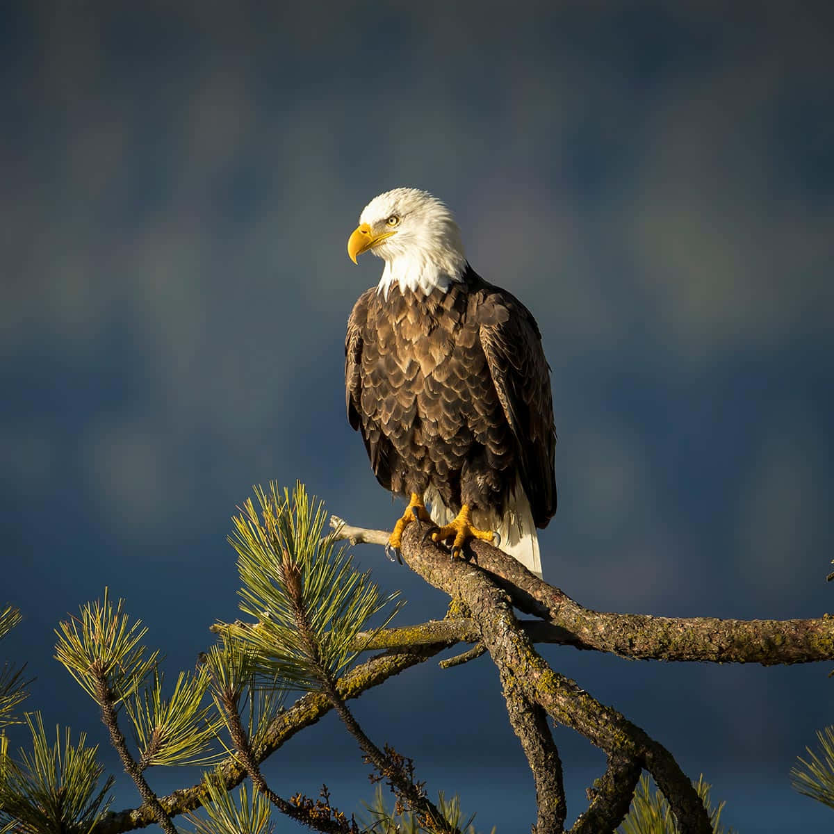 Bald Eagle High Resolution Pictures