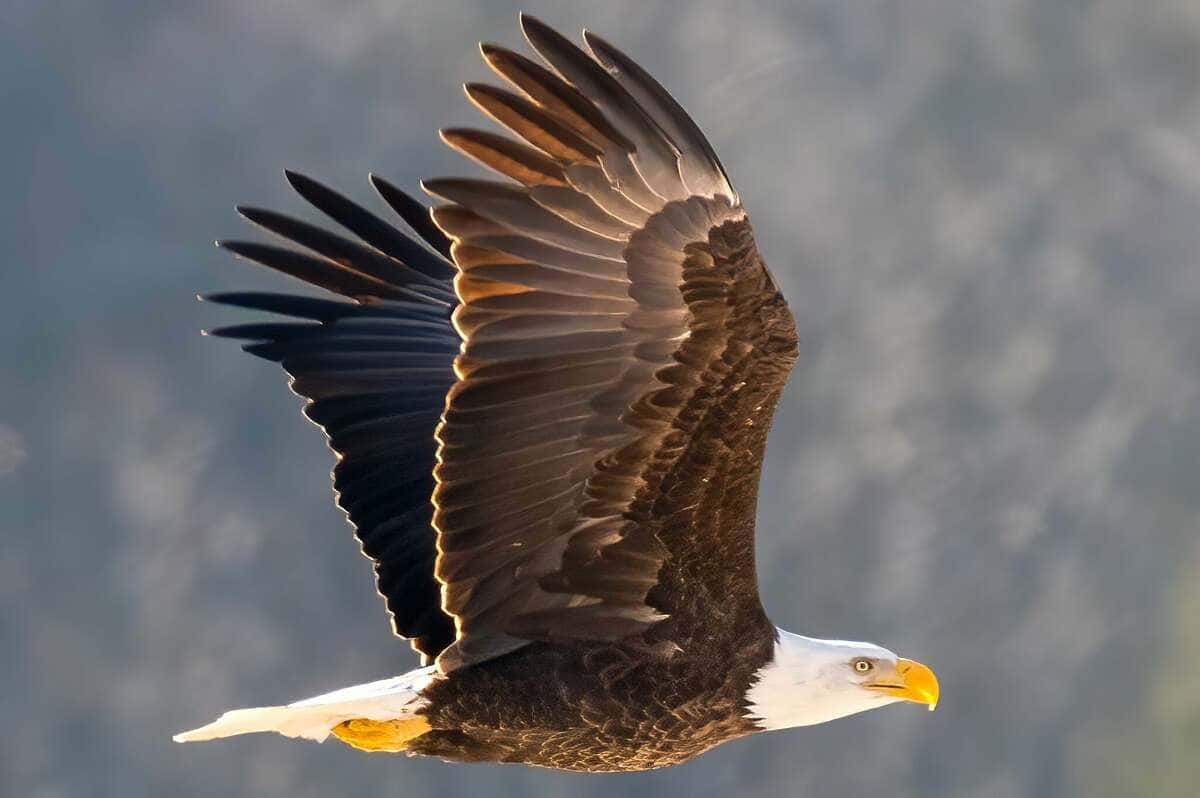 Beautiful Bald Eagle Pictures