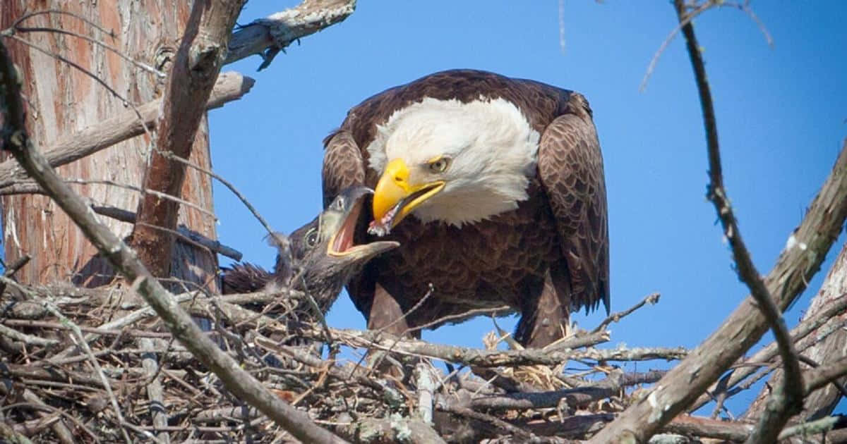 Imágenesde Águila Calva Alimentando A Sus Crías Recién Nacidas.