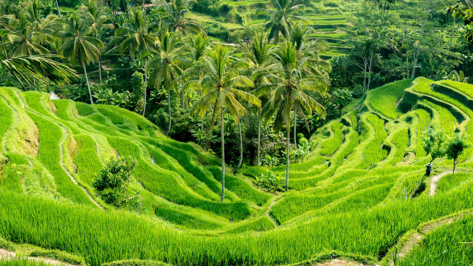 Breathtaking View of Rice Terraces in Bali