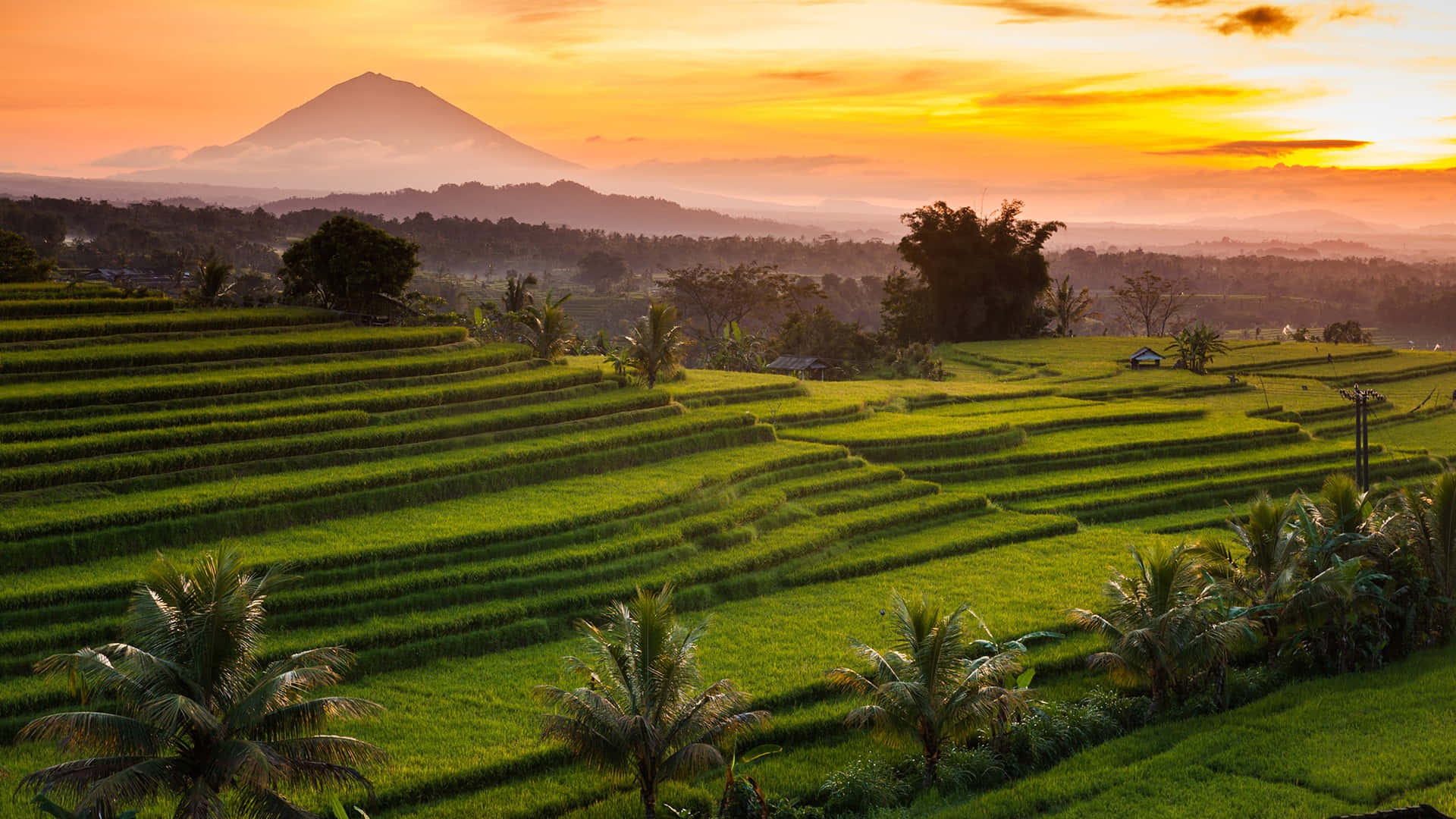 Rice Terraces At Sunset In Bali