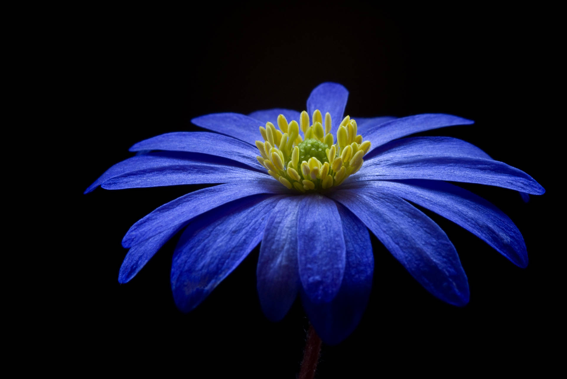 Colore Blu Dell'anemone Dei Balcani Hd Sfondo