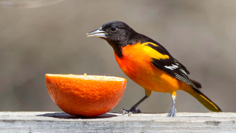 Uccellooriolo Di Baltimore Che Mangia Un'arancia - Immagine Fotografica Di Animali