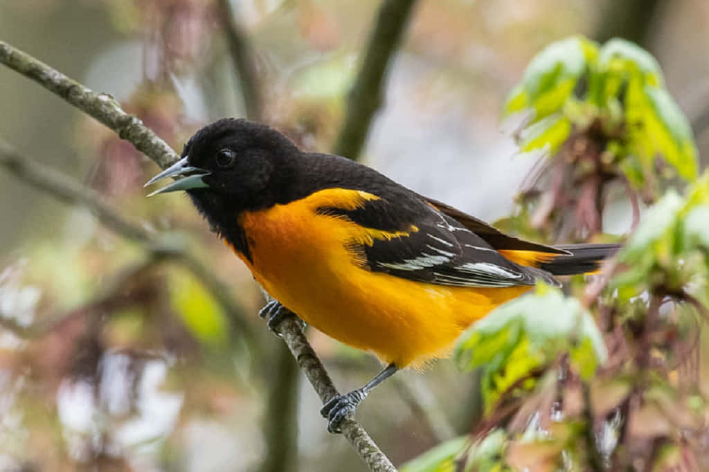 Baltimoregamesfågeln Poserar I Skogen På Foto