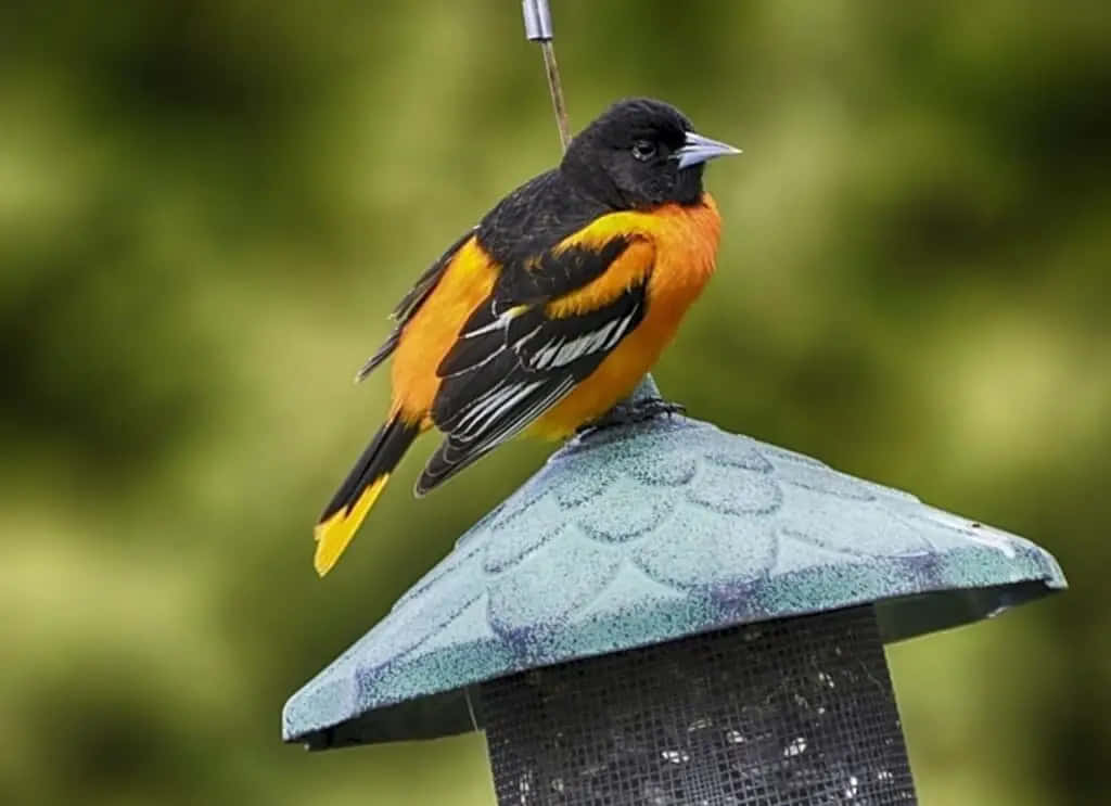 Stunning Baltimore Oriole Perched Gracefully