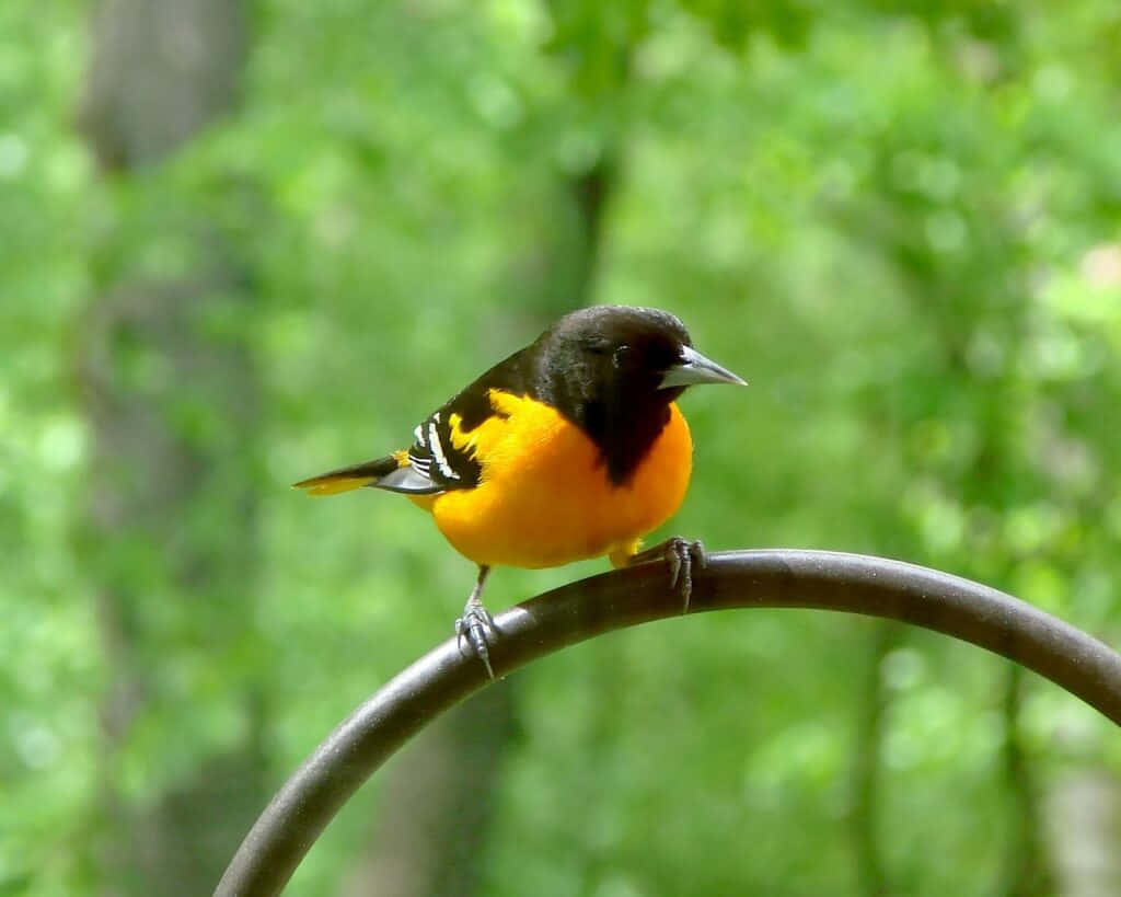 Baltimore Oriole Bird Metal Arc Animal Photography Picture