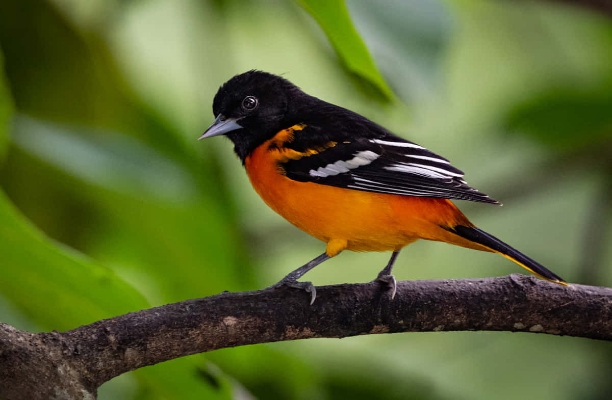 Captivating Beauty of the Baltimore Oriole