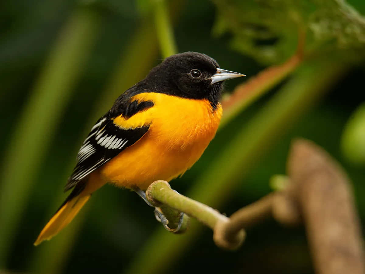 Uccellooriolo Di Baltimora Immagine Fotografica Di Una Foresta Tropicale