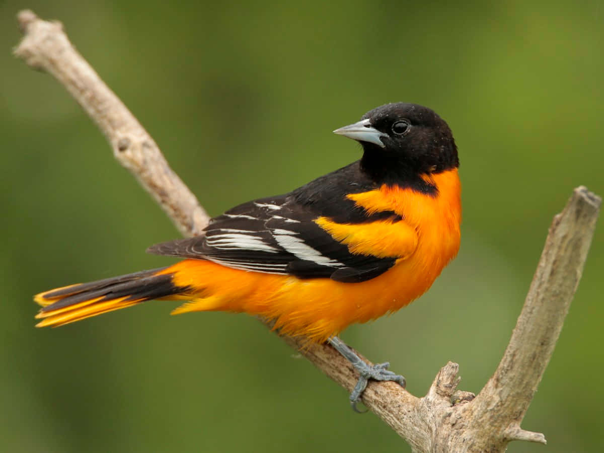 Immaginefotografica Di Natura Con Un Uccello Baltimore Oriole Che Guarda Indietro.