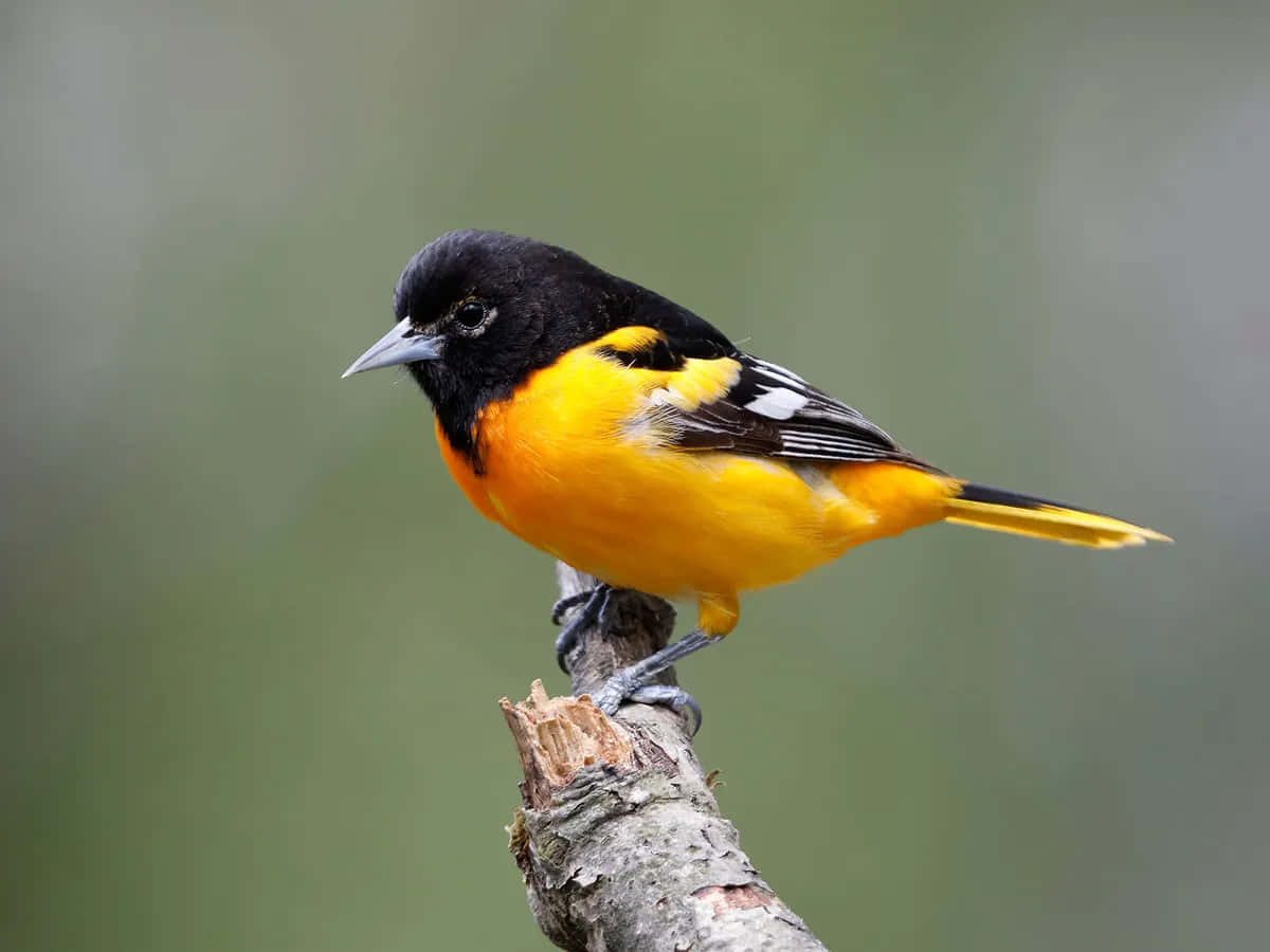 Baltimore Oriole Tree Rest Animal Photography Picture