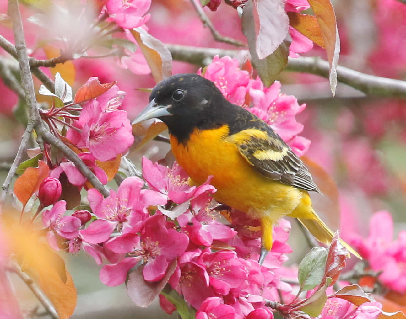 Uccelloorioles Di Baltimore, Foto Fotografica Dell'animale In Fiore Primaverile.