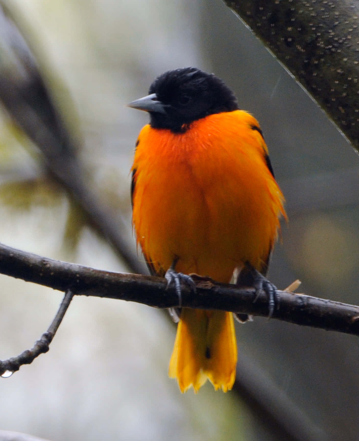 Baltimore Oriole Bird Orange Chest Animal Photography Picture