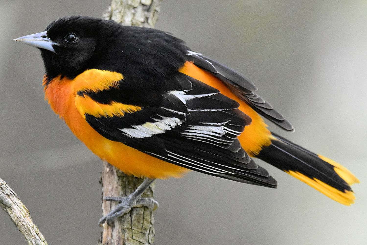 Baltimore Oriole Bird Tree Perching Animal Photography Picture
