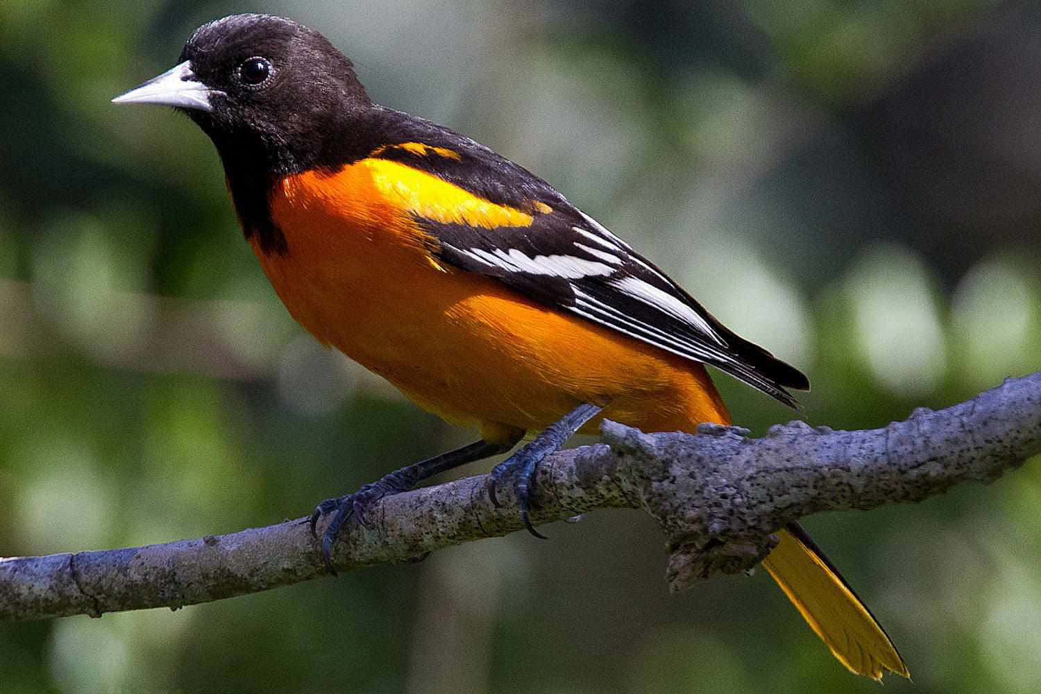 Baltimore Oriole Bird Staring Fierce Animal Photography Picture