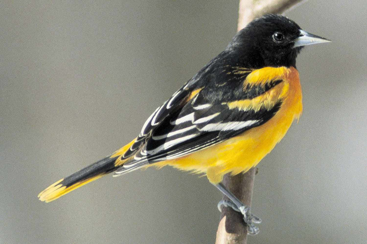 Oriolde Baltimore, Pájaro De Pecho Amarillo, Fotografía De Animal - Imagen.