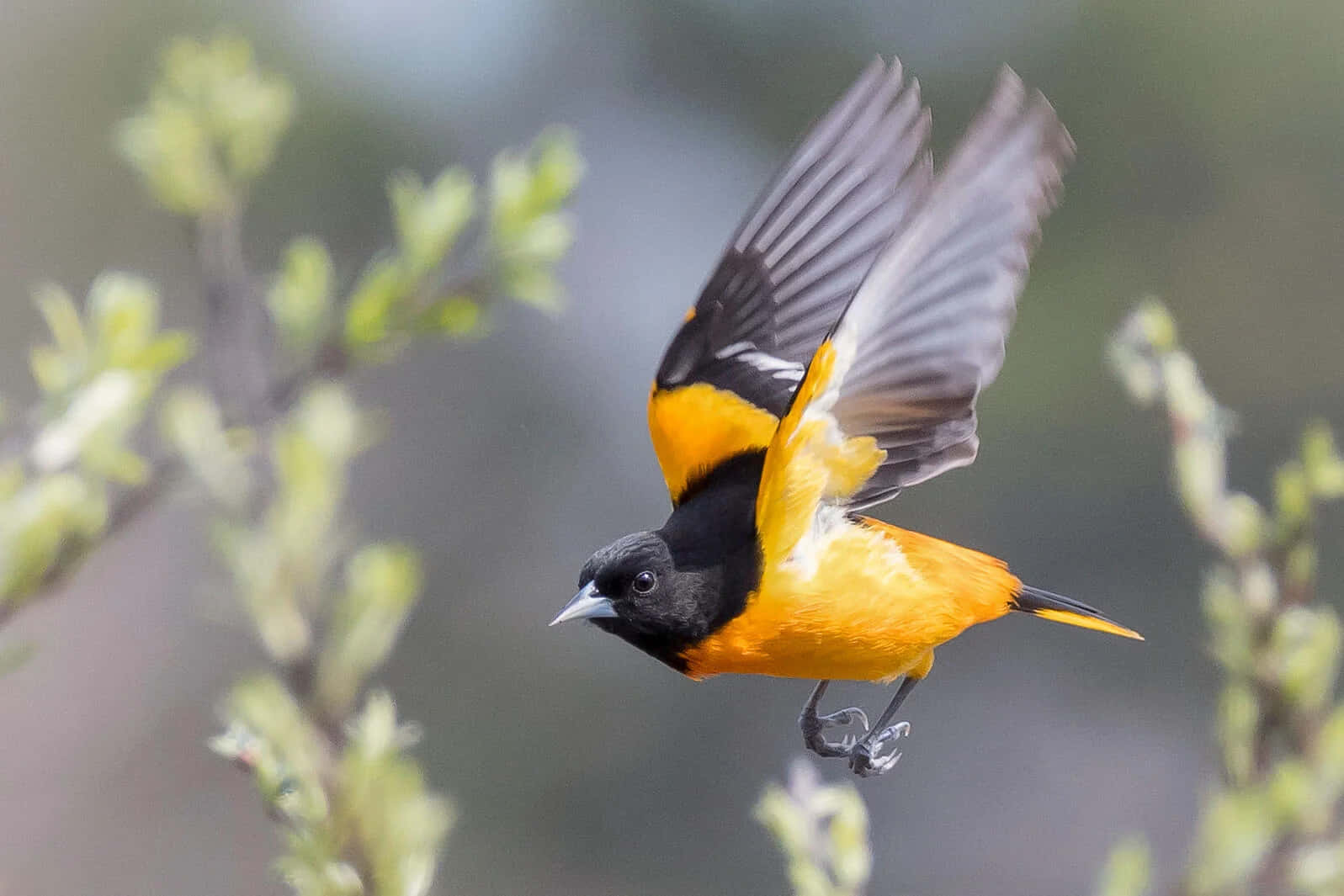 Baltimore Oriole Bird Flying Down Animal Photography Picture
