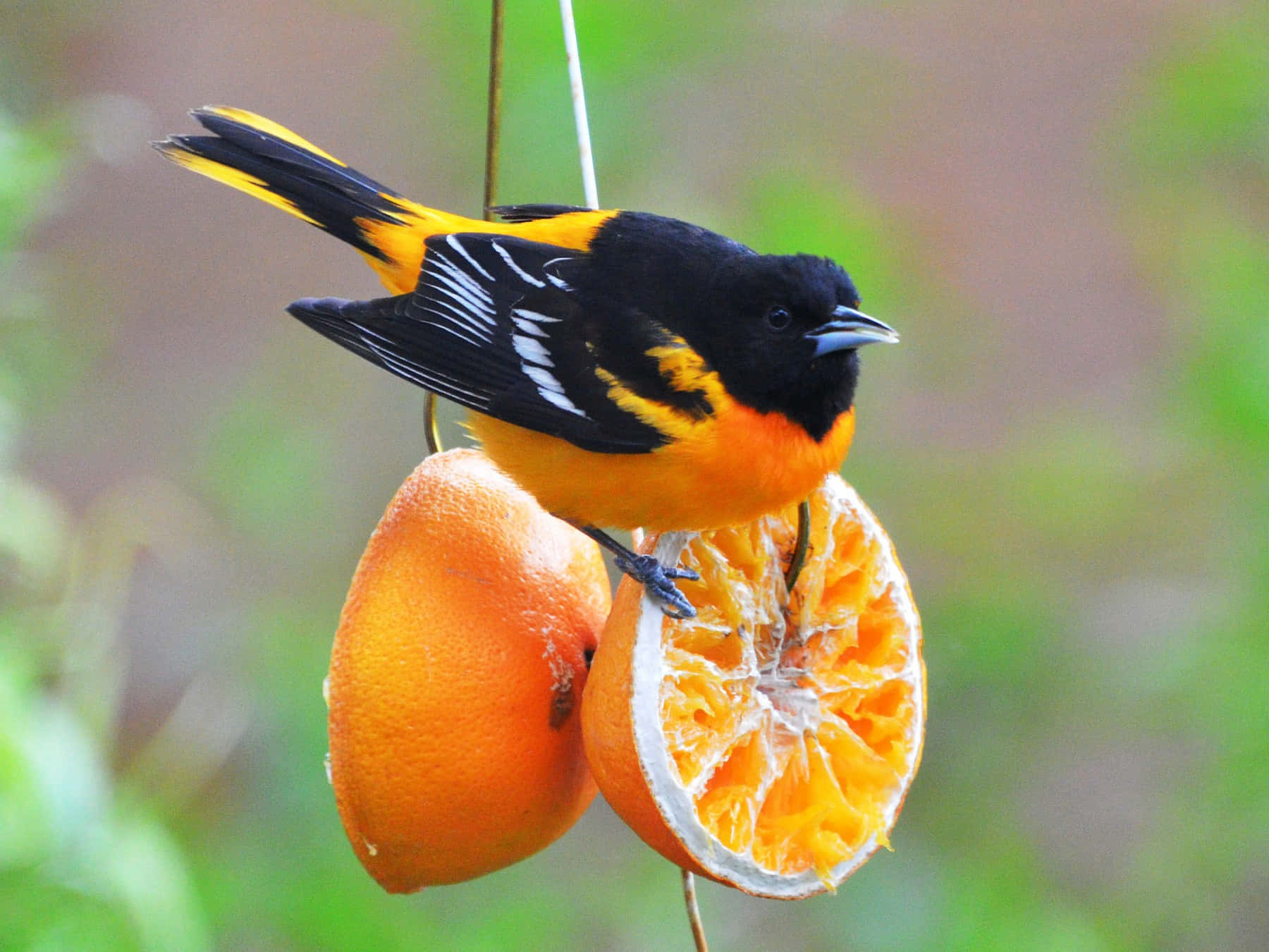 Baltimore Oriole Bird On Orange Animal Photography Picture