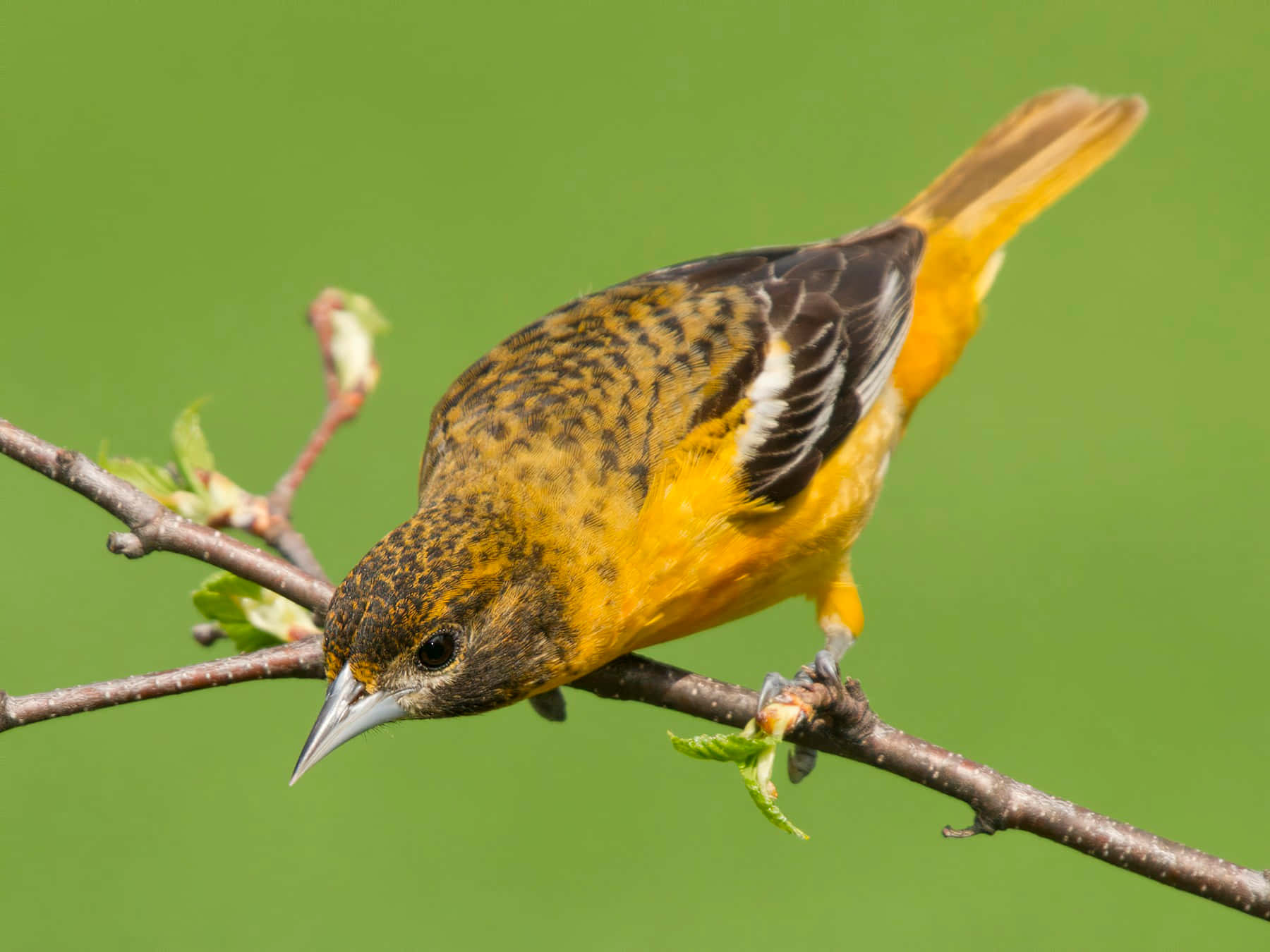 Baltimore Oriole Bird Staring Down Animal Photography Picture
