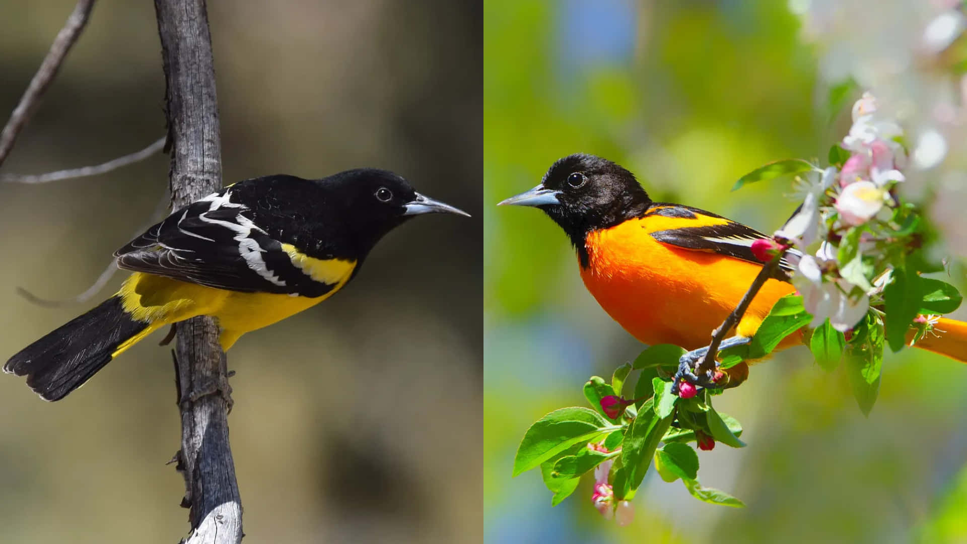 Collagedi Fotografie Di Animali Con Uccello Baltimore Oriole