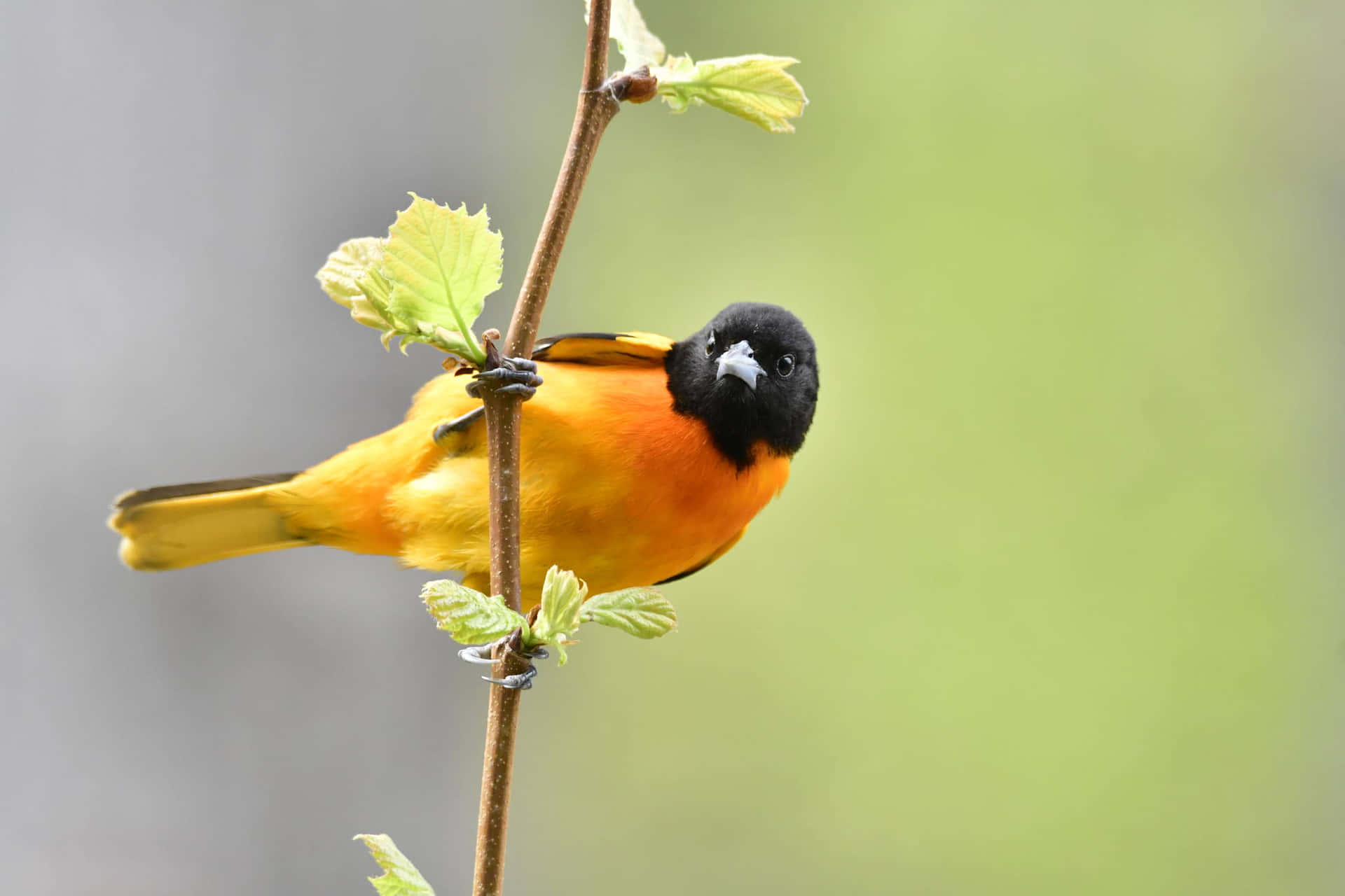 Baltimore Oriole Bird Cute Peeking Animal Photography Picture