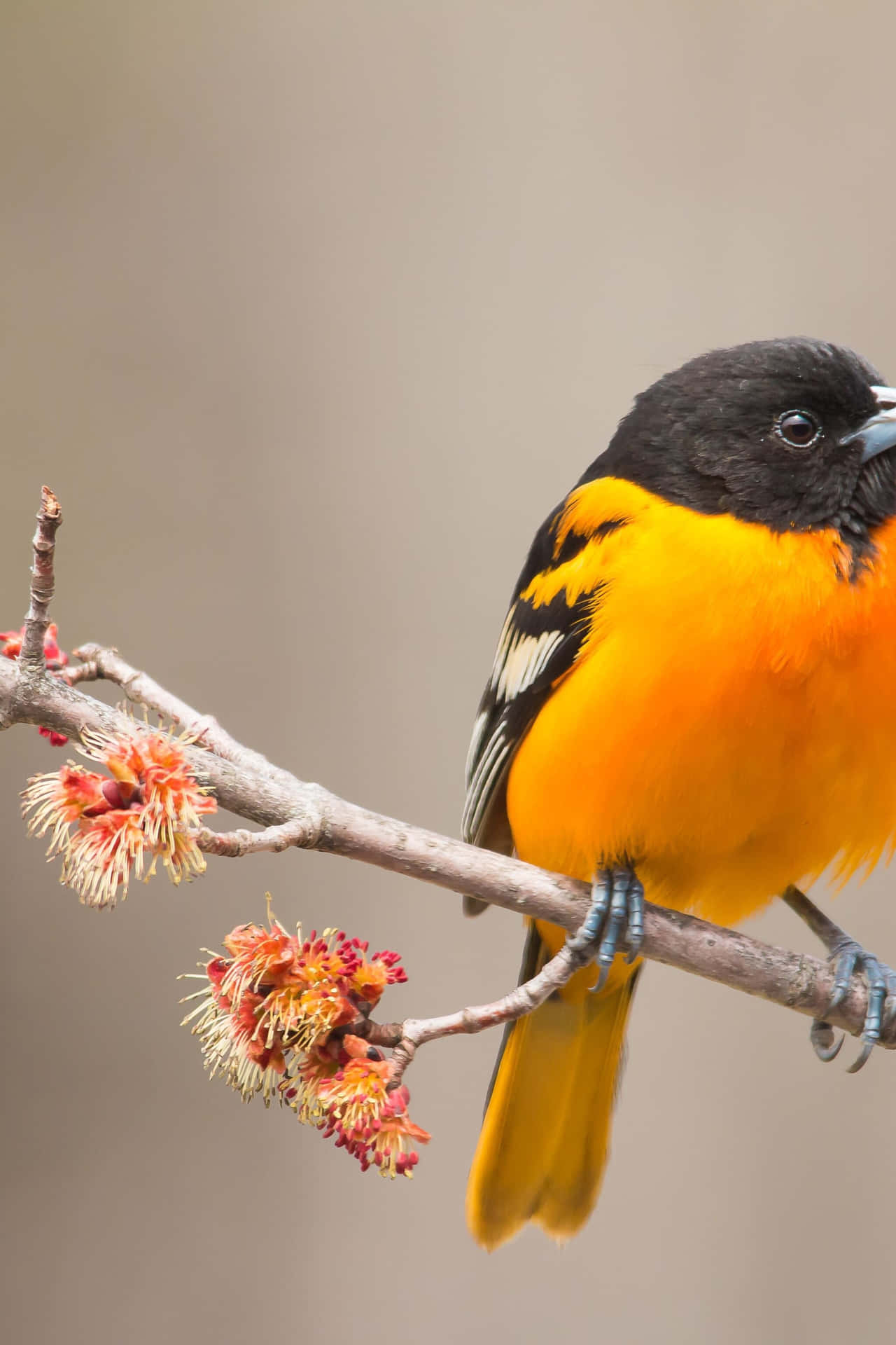 Baltimore Oriole Bird Silver Maples Animal Photography Picture