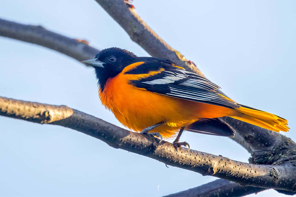 Baltimore Oriole Bird Worm's Eye View Photography Picture
