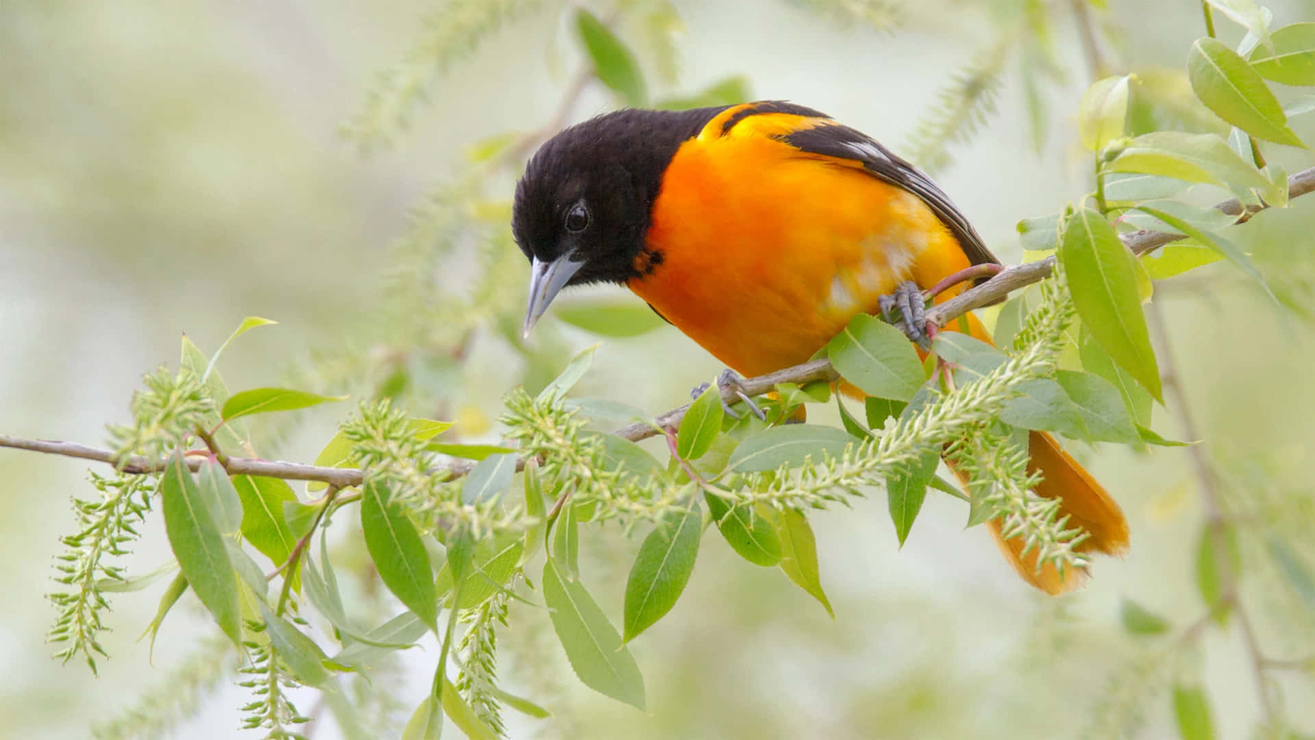 Baltimore Oriole Bird Looking Down Animal Photography Picture