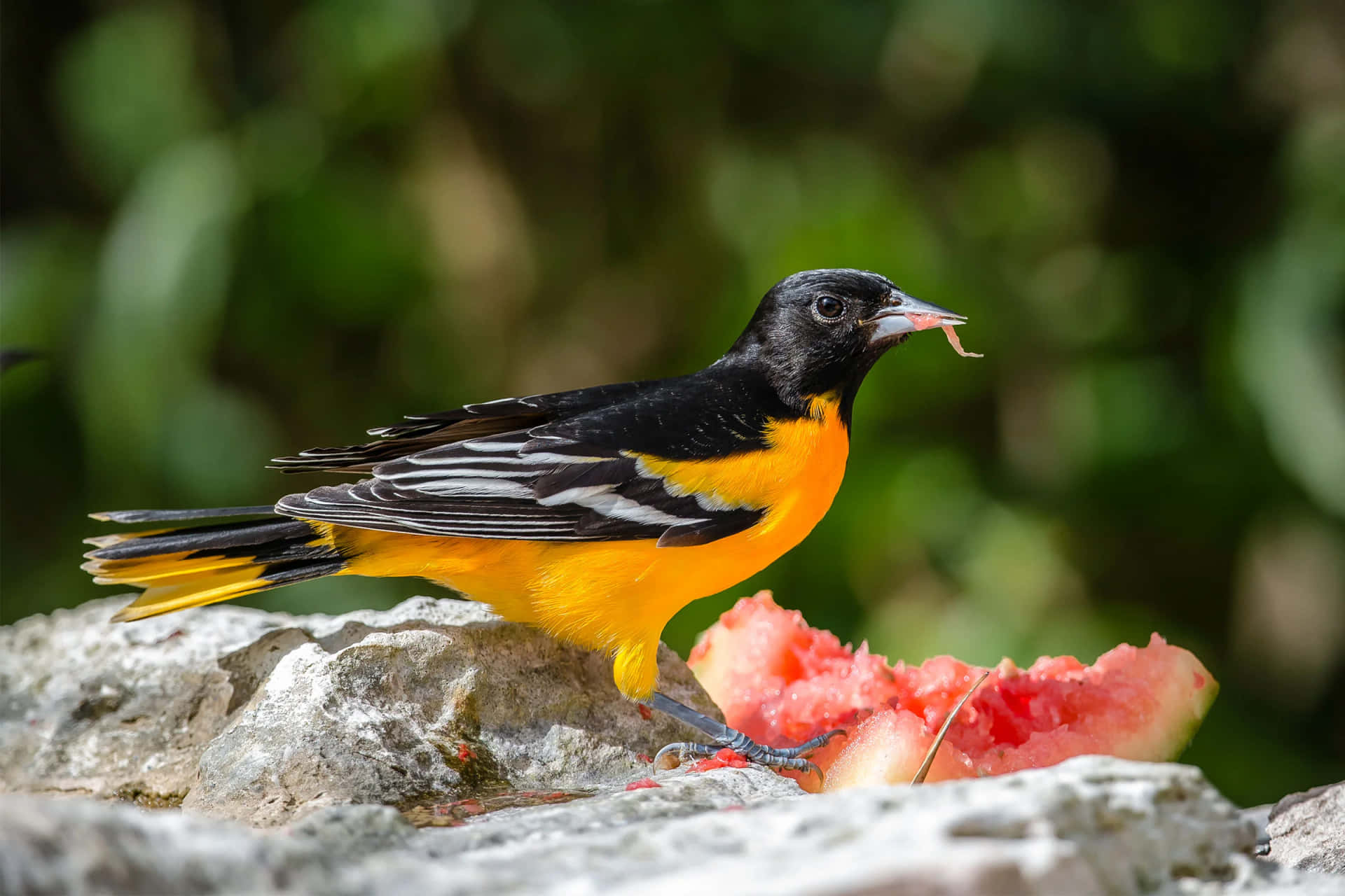 Uccellooriolo Di Baltimora Che Mangia Anguria Immagine Di Fotografia Animale