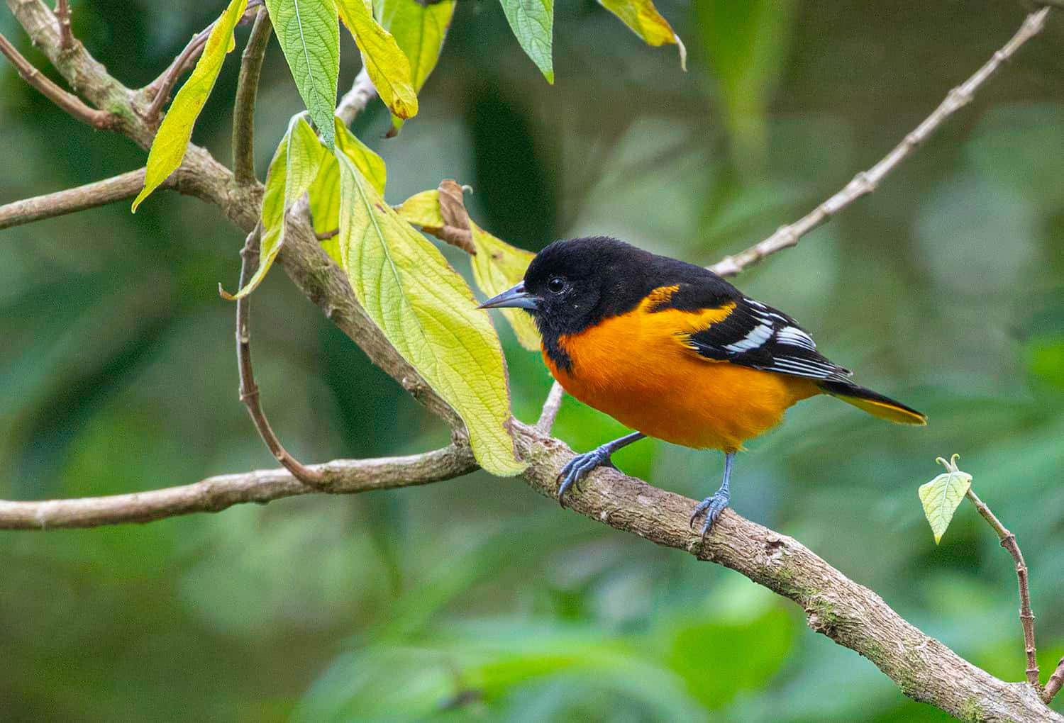 Baltimore Oriole Bird Tree Leaves Animal Photography Picture
