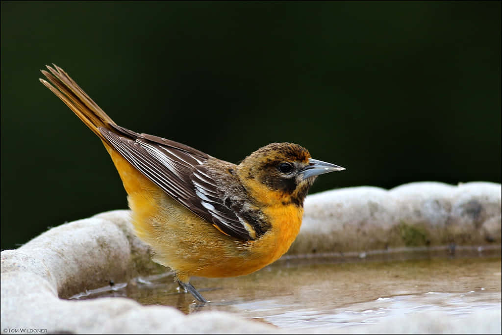 Baltimore Oriole Bird Pond Animal Photography Picture