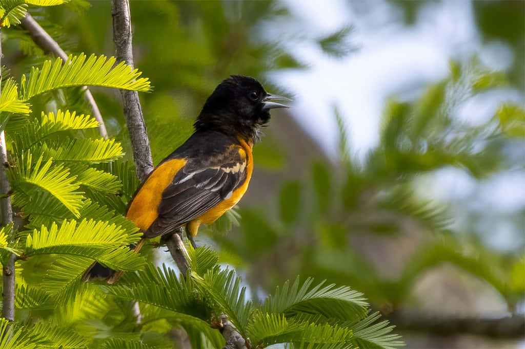 Uccelloorioles Di Baltimore, Giallo Arancione, Fotografia A Fuoco Morbido