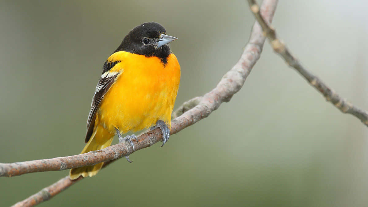 Baltimore Oriole Bird Sitting On Tree Nature Photography Picture