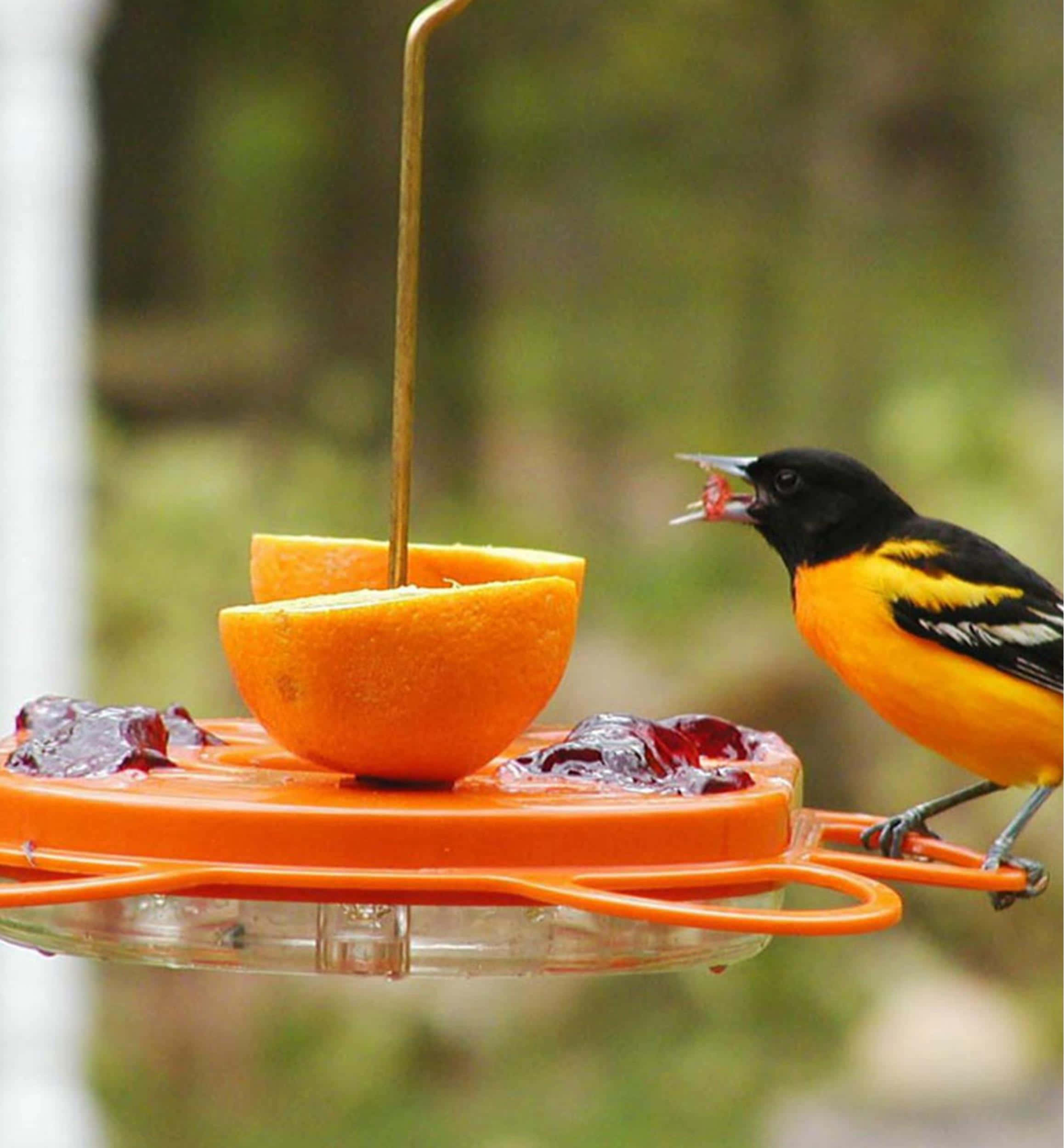 Baltimore Oriole Bird Orange Feeder Animal Photography Picture