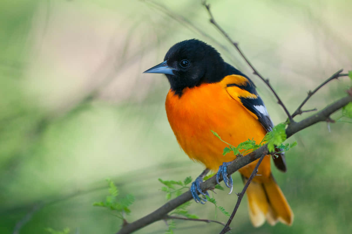 Baltimore Oriole Bird Branch Perching Animal Photography Picture
