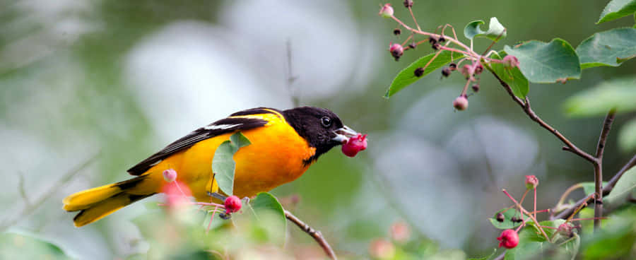 Uccellooriolo Di Baltimora Bacche Di Rosa Fotografia Animale Immagine