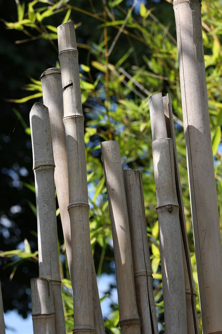 Bambu4k Borinda Albocerea. Papel de Parede