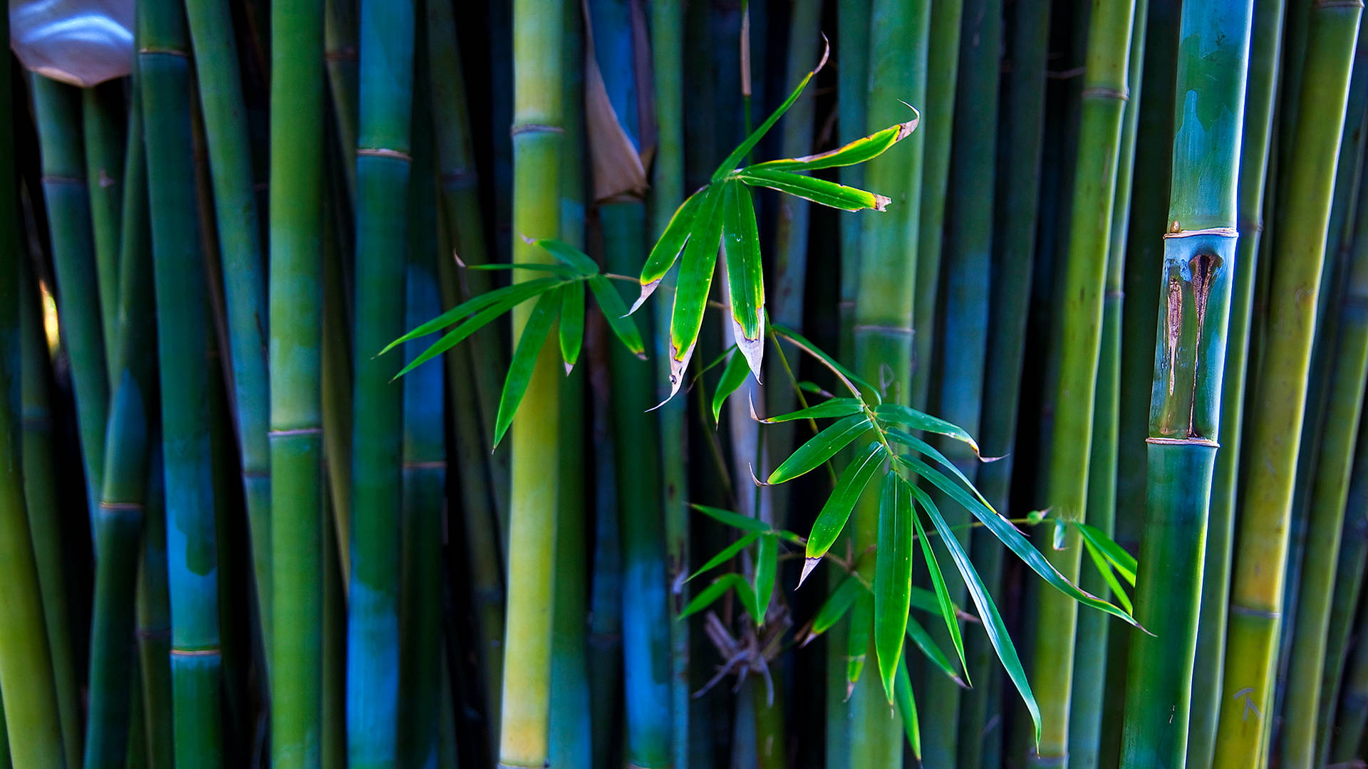 Bamboo 4k Installation Indian Artist