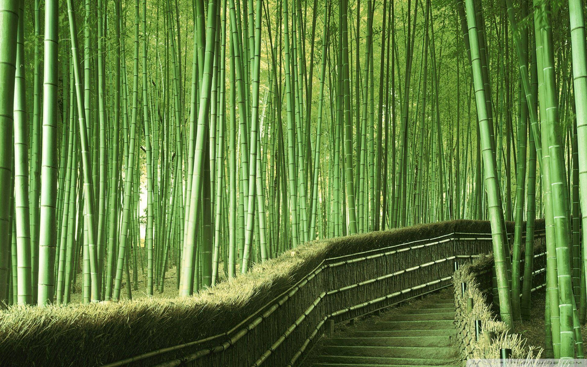Bamboo 4k Pathway Greenery Forest Wallpaper