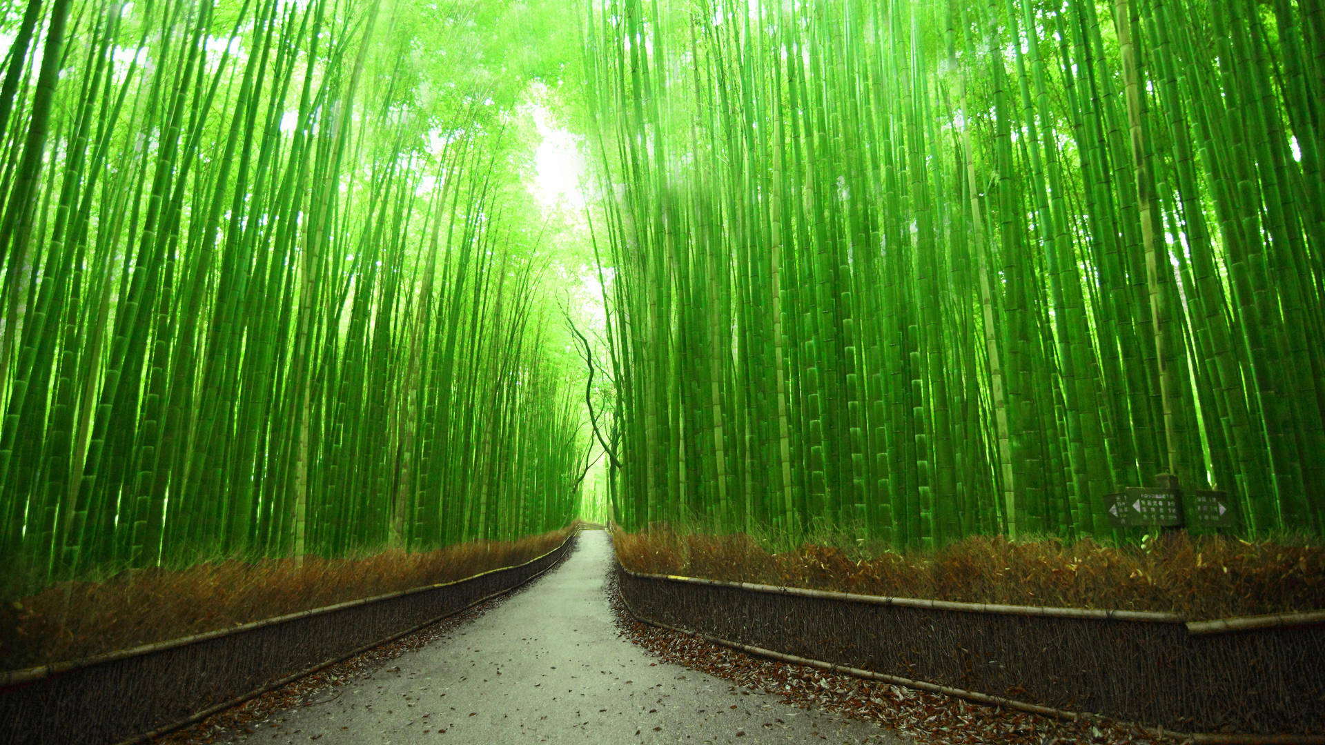 Bamboo 4k Pathway Kyoto Japan Picture