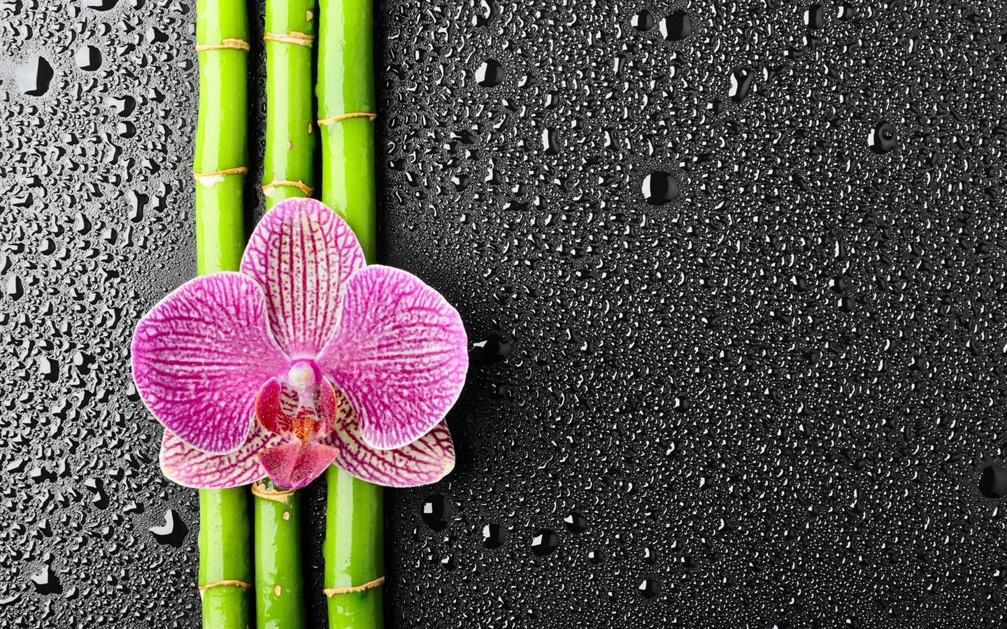 Bamboo 4k Pink-petaled Flower Wallpaper