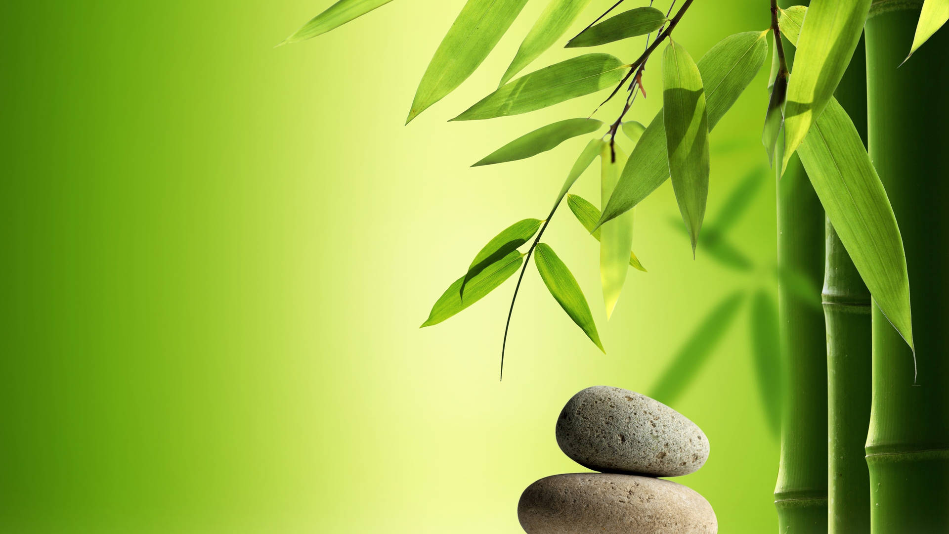 Bamboo 4k Plant Leaves And Stones Wallpaper