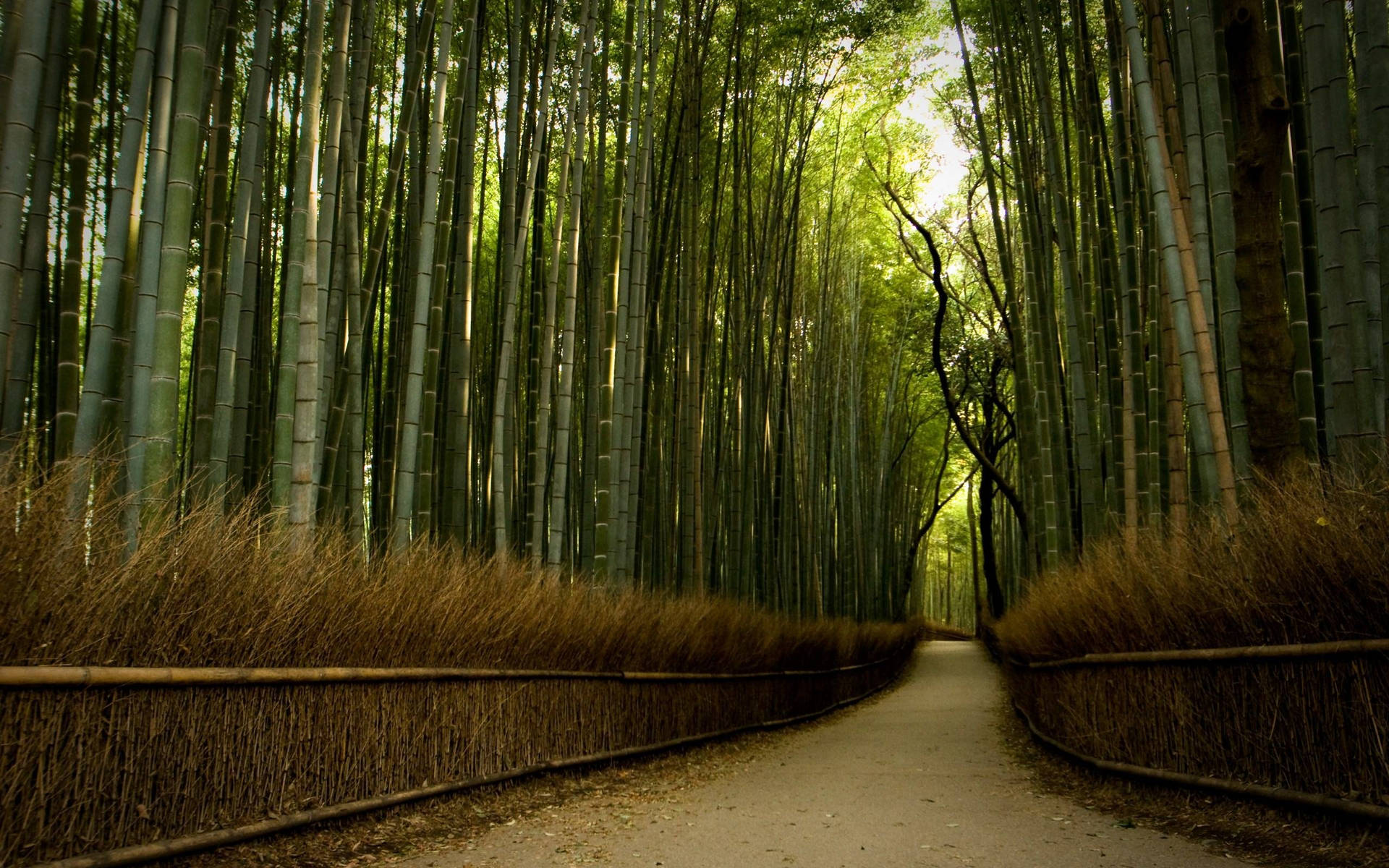 Bamboo 4k Road Forest Wallpaper
