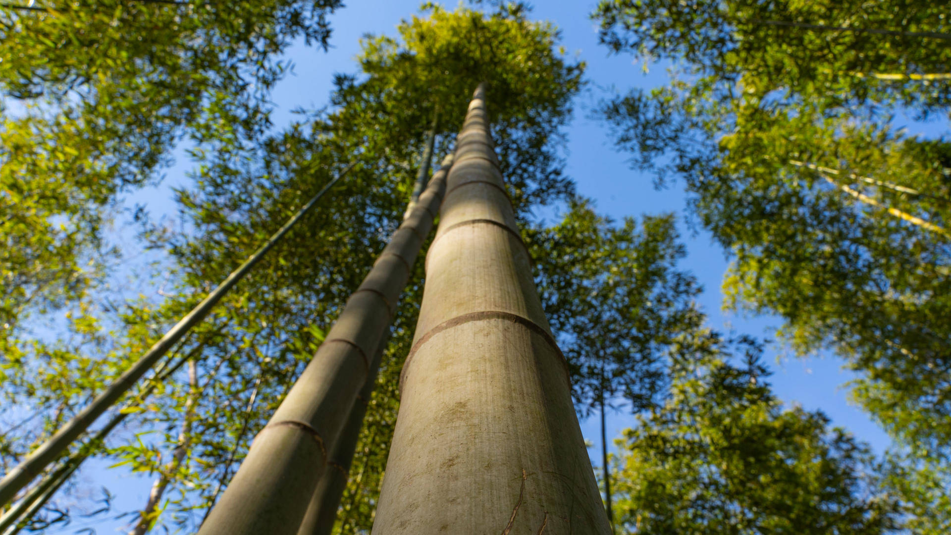 Bamboo 4k Tree Low Angle Shot
