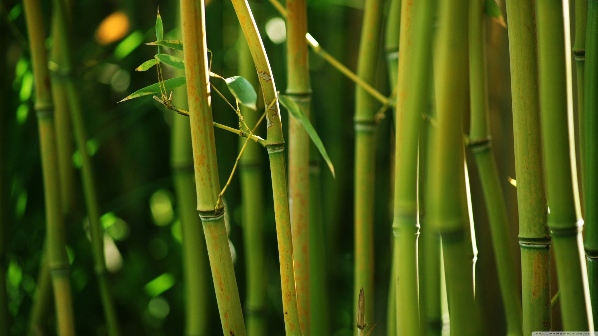 Bamboo 4k Tree With Small Leaves Wallpaper