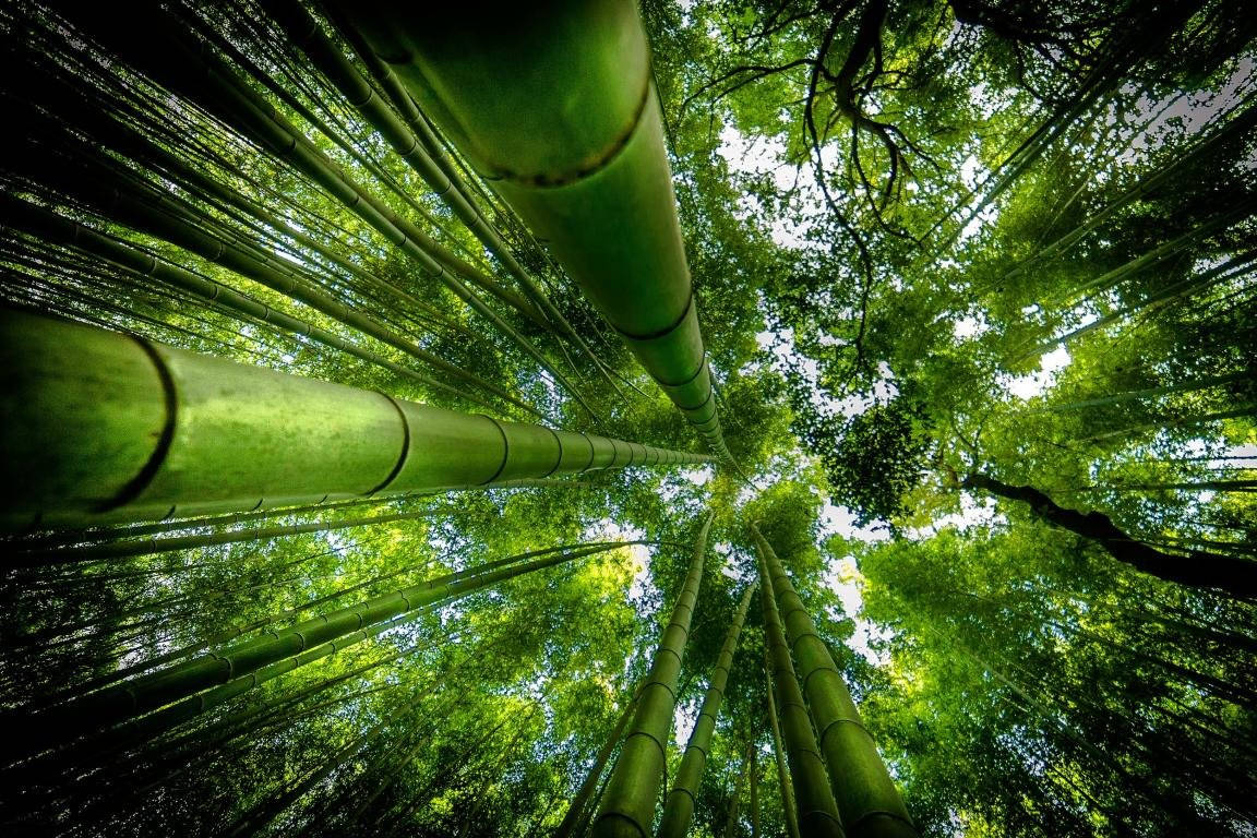 Bamboo 4k Trees Worm Eye View Shot Wallpaper