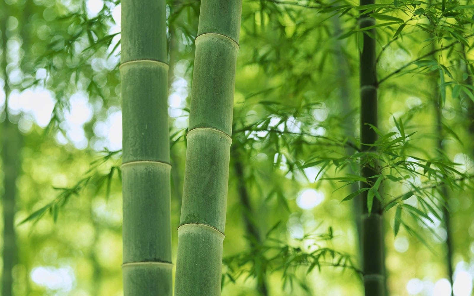 Enfrodig Bambuskog Blomstrar Mot En Mörk Himmel